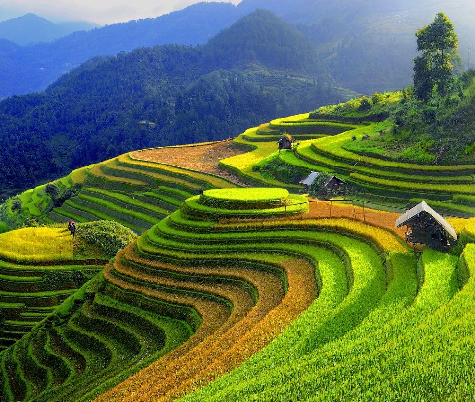 A lush green hillside covered in rice terraces with mountains in the background.