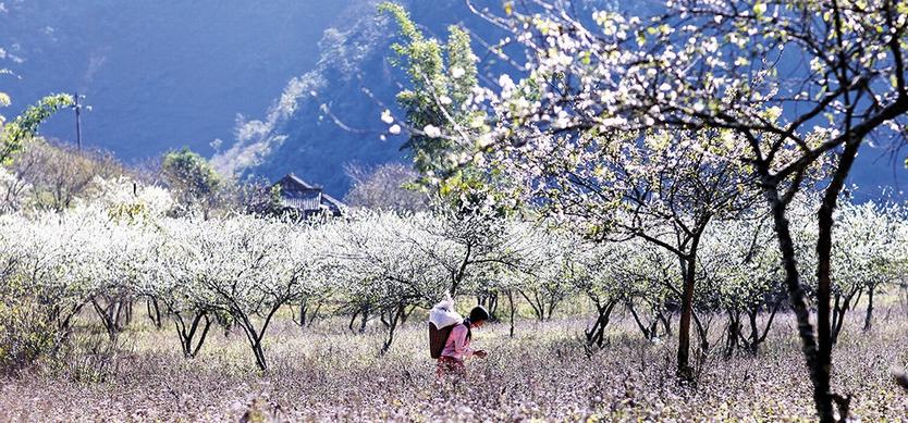 A woman is walking through a field of cherry blossom trees.