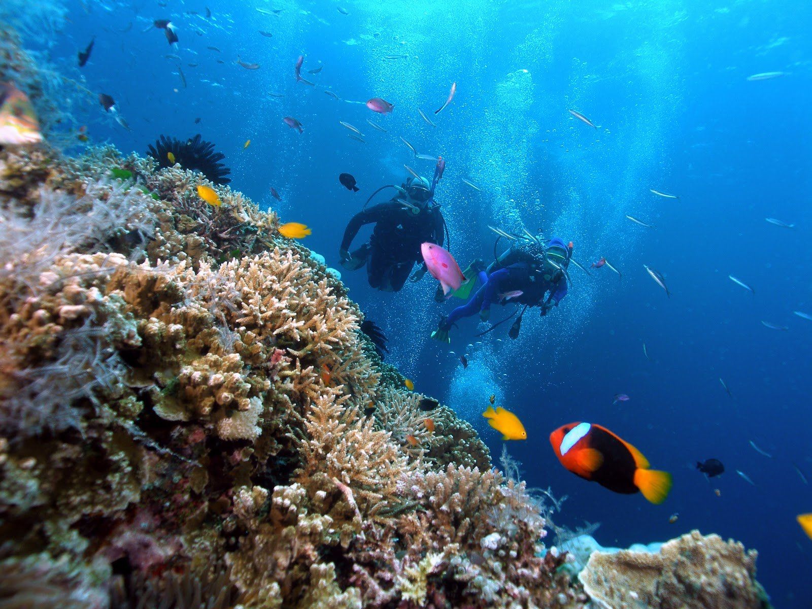 A group of scuba divers are swimming in the ocean near a coral reef