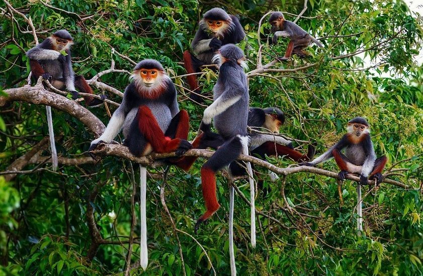 Discover Son Tra Peninsula (Monkey Mountain)