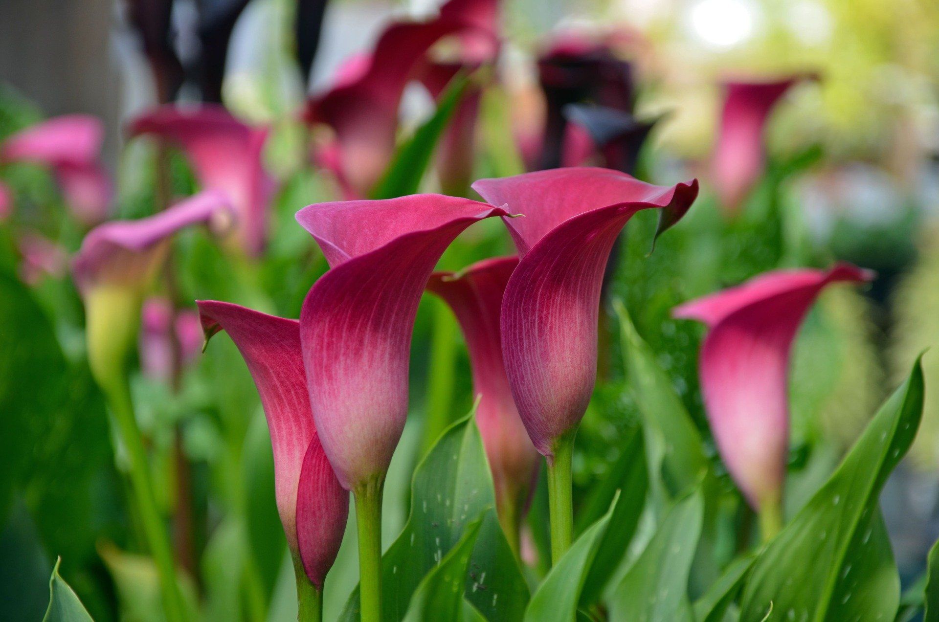 Send Flowers