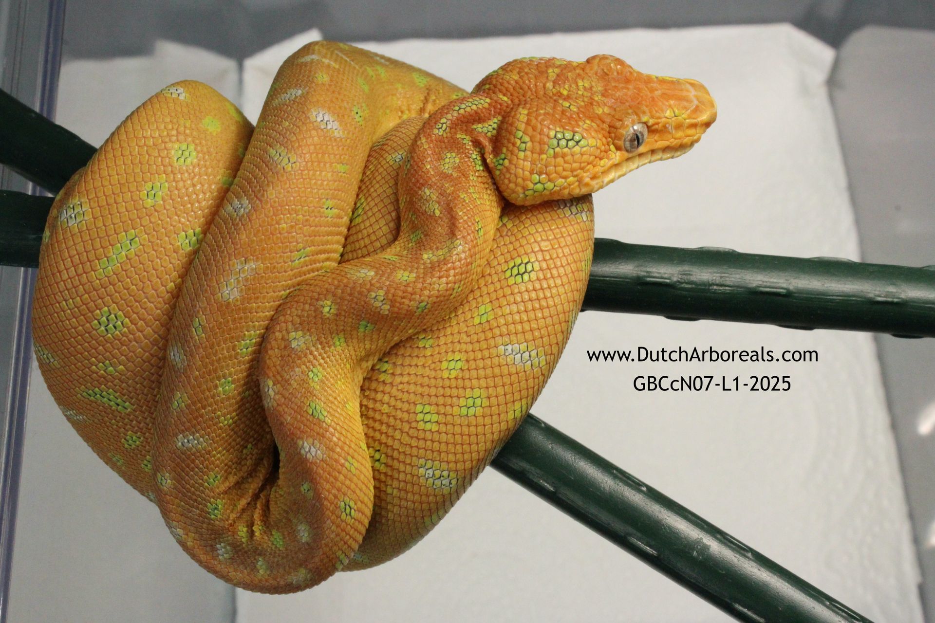 Emerald tree boa