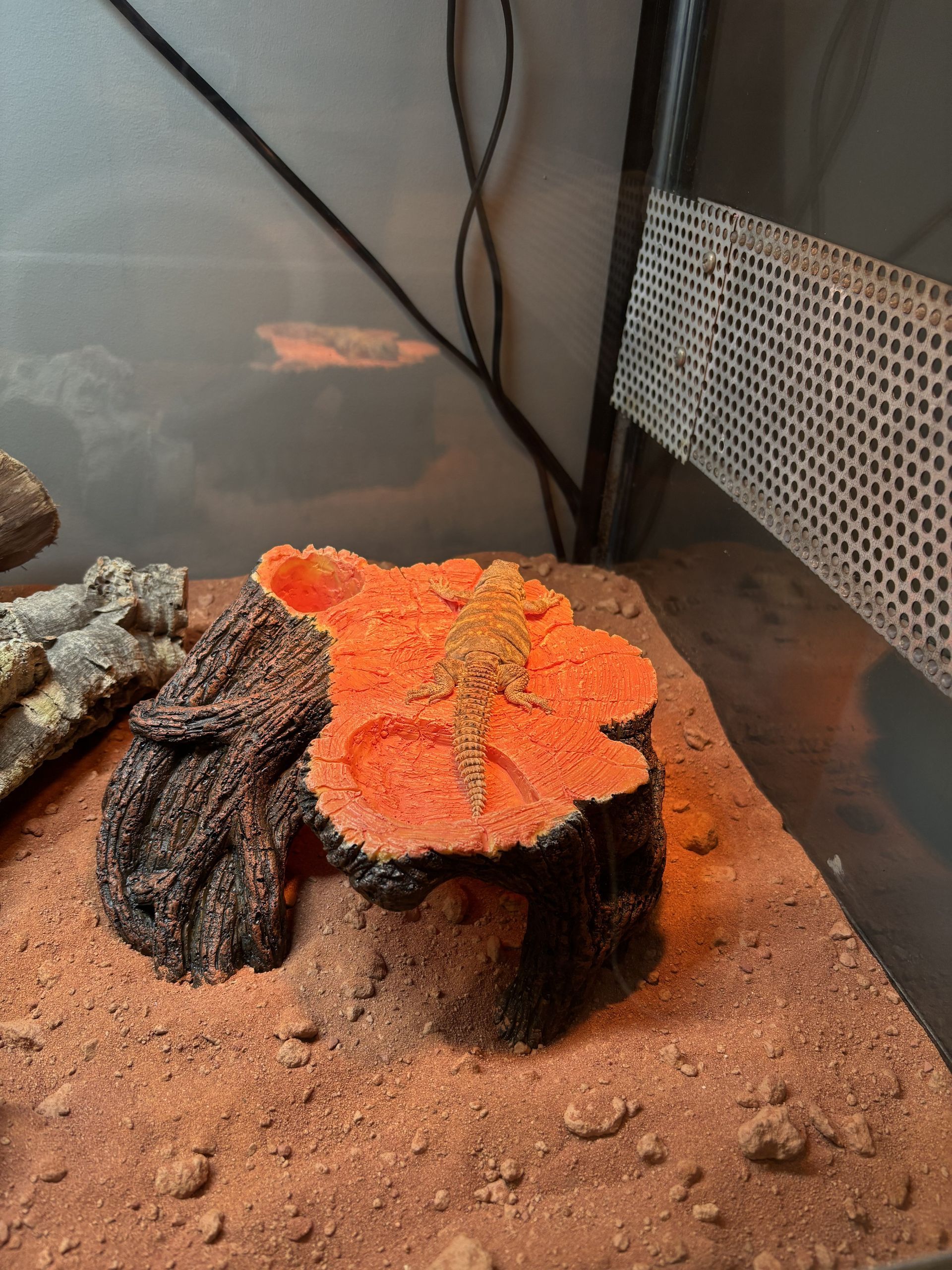 Uromastyx Ornata Ornata