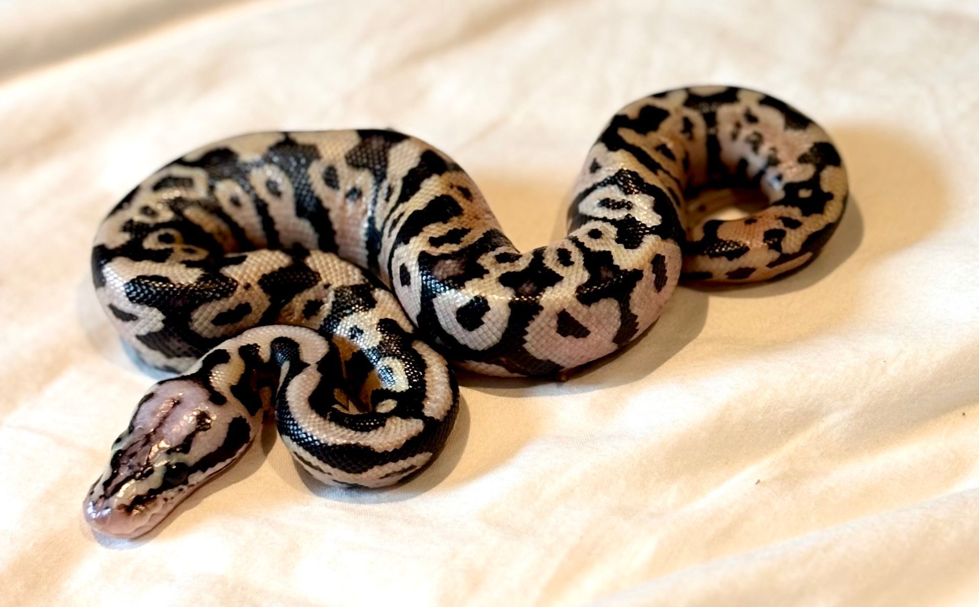 Pastel Spotnose Clown