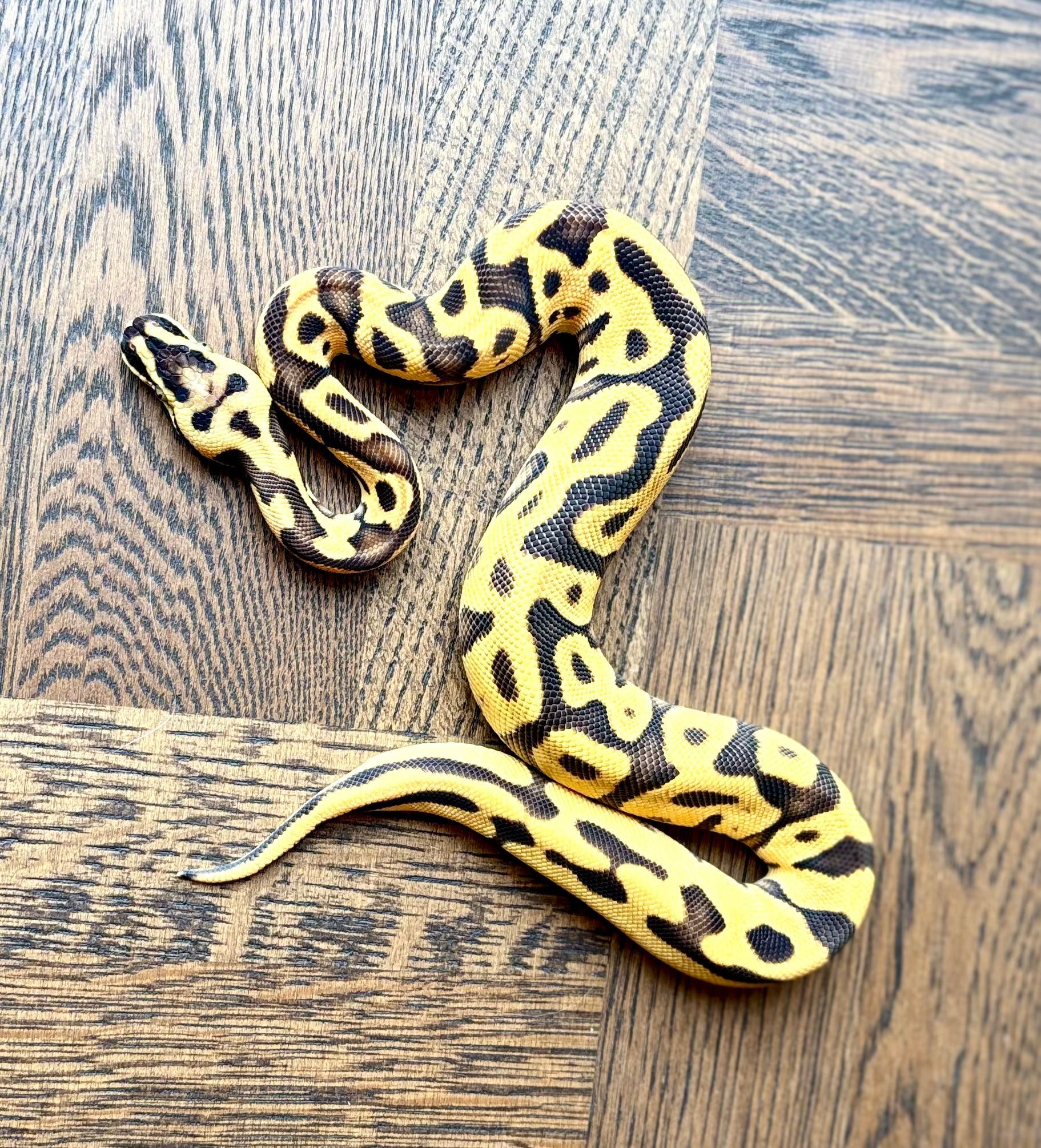 Super Enchi Leopard Pastel Yellow Belly Orange Dream, 50 % het Clown, (poss. Super YB)
