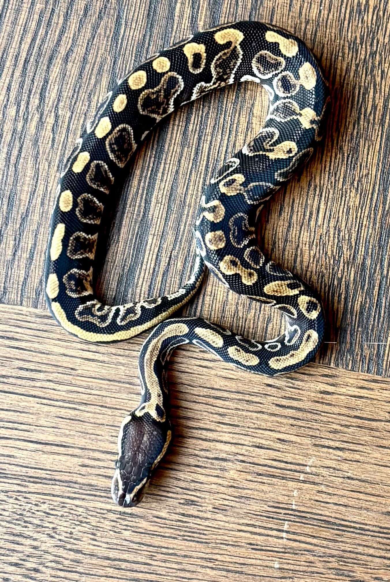 Ash - GHI 100 % het Clown, 50 % het Hypo