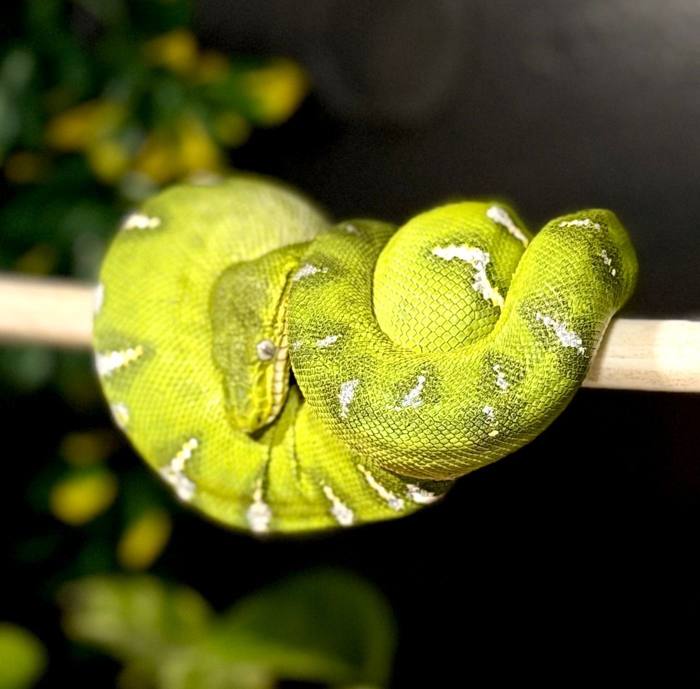Emerald Tree Boa