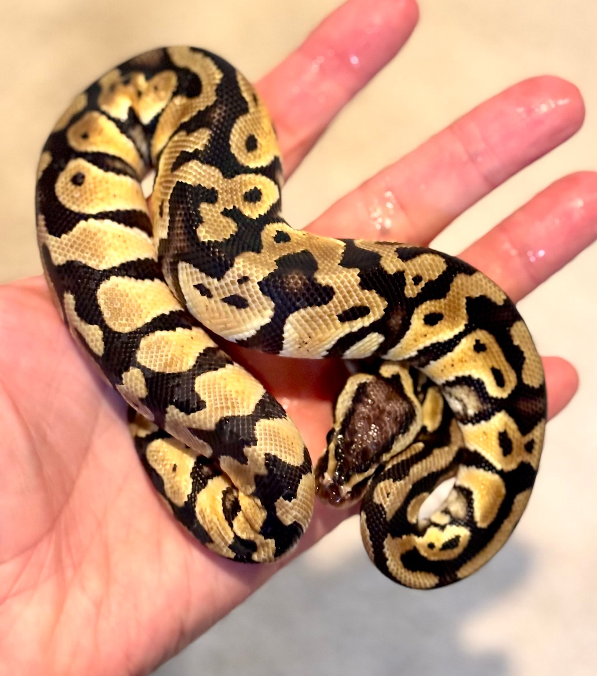 Pastel het Clown het Desert Ghost
