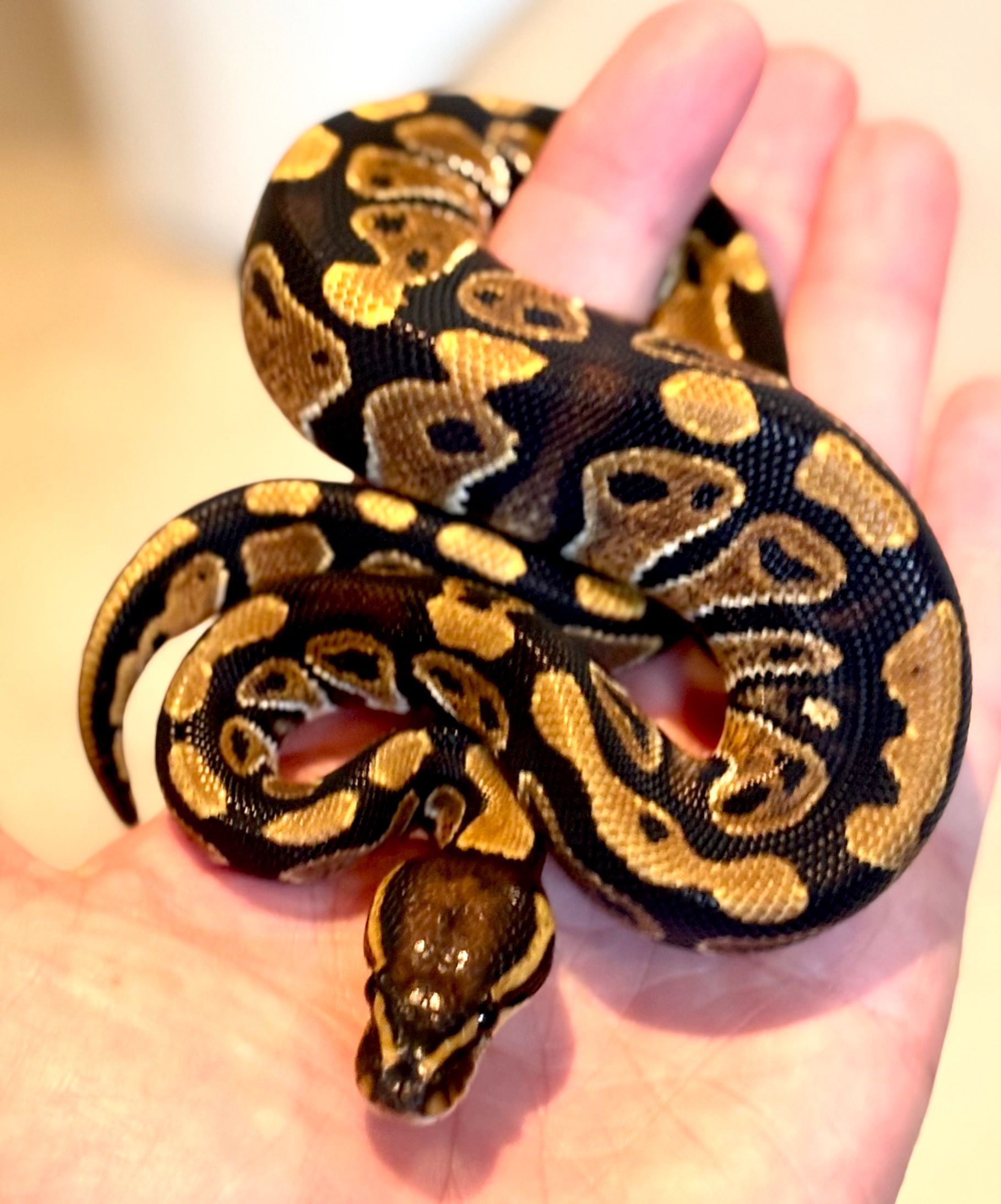 Pastel Spotnose Clown