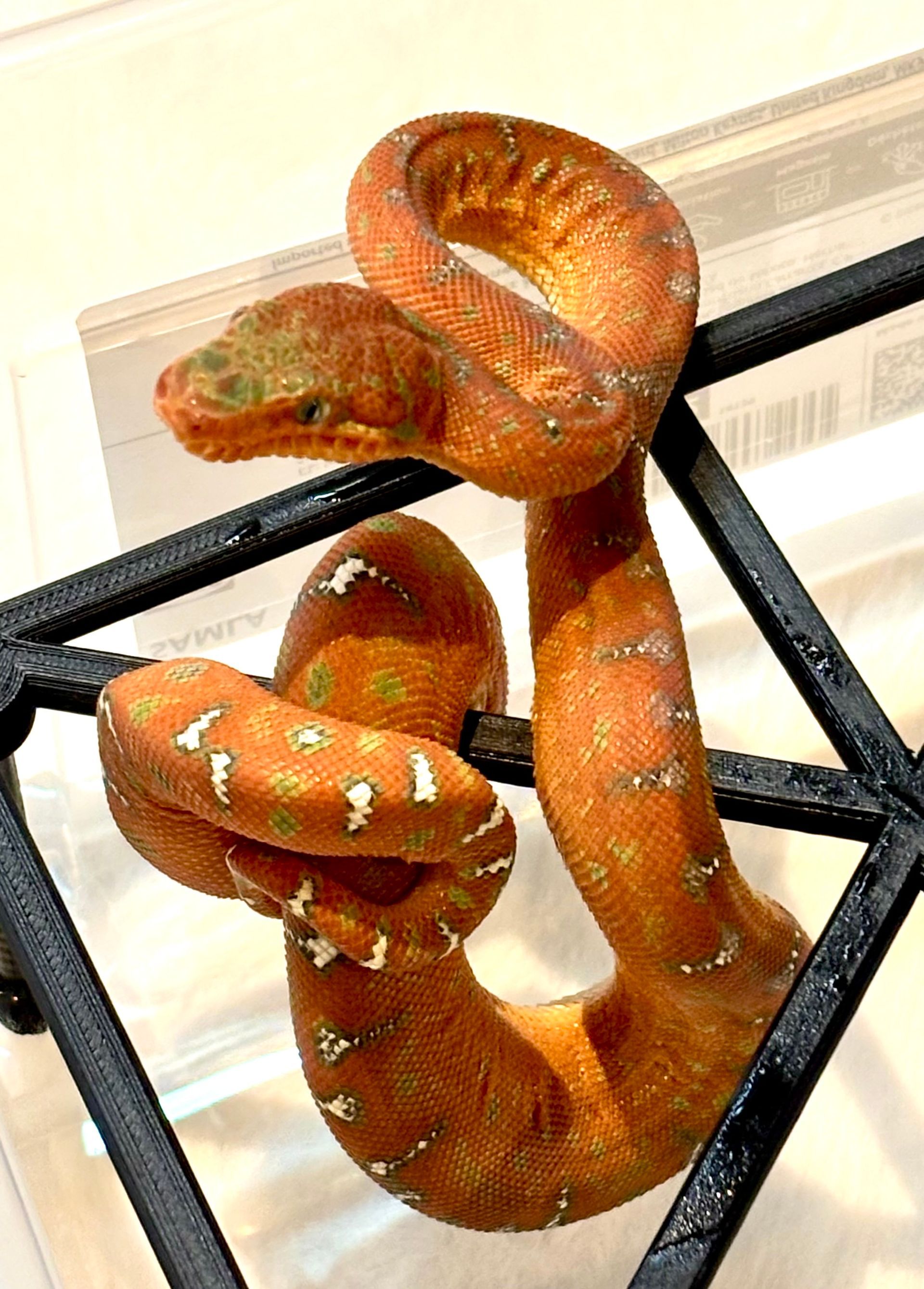 Jaguar - Emerald tree boa