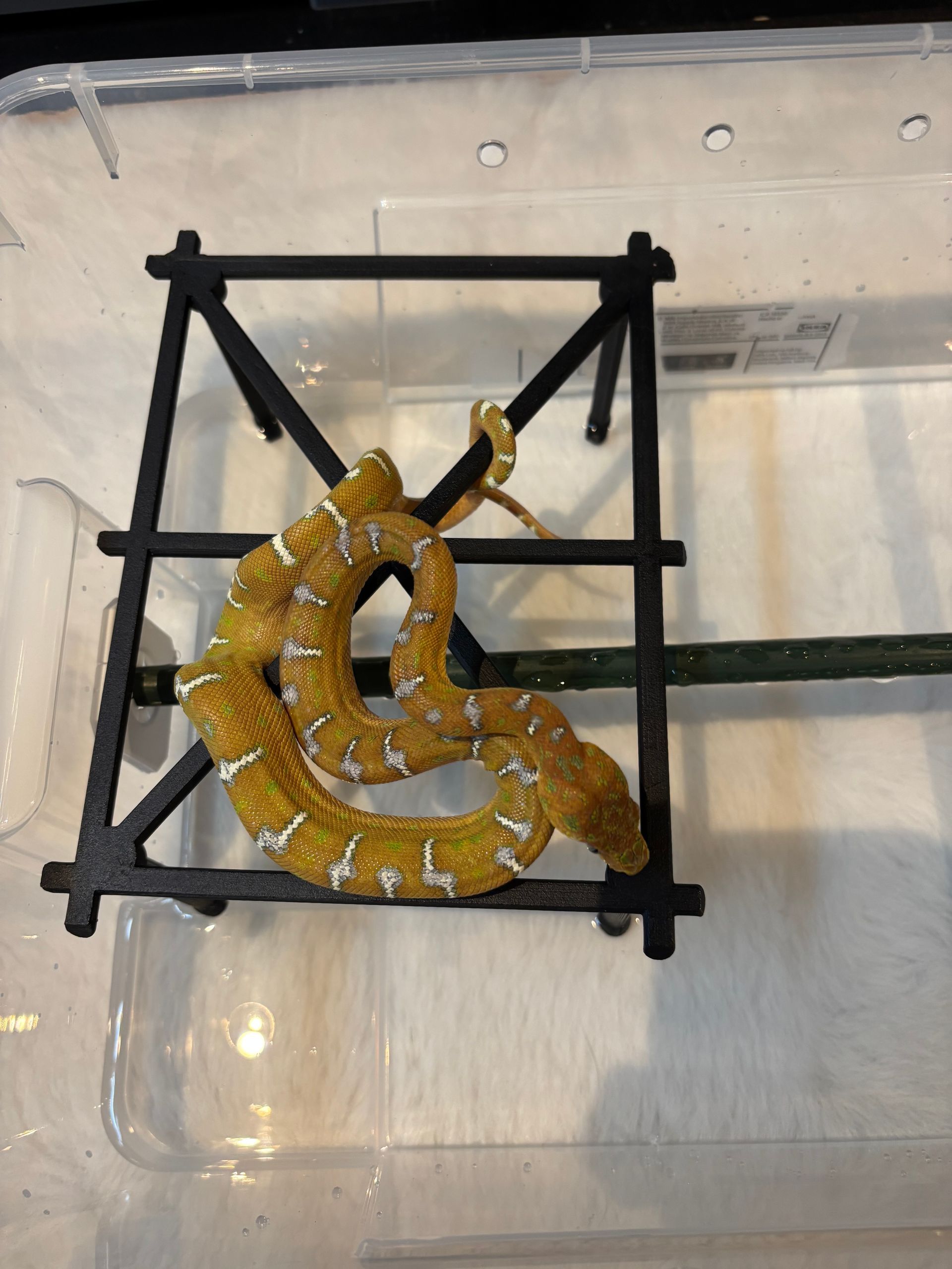 Emerald tree boa