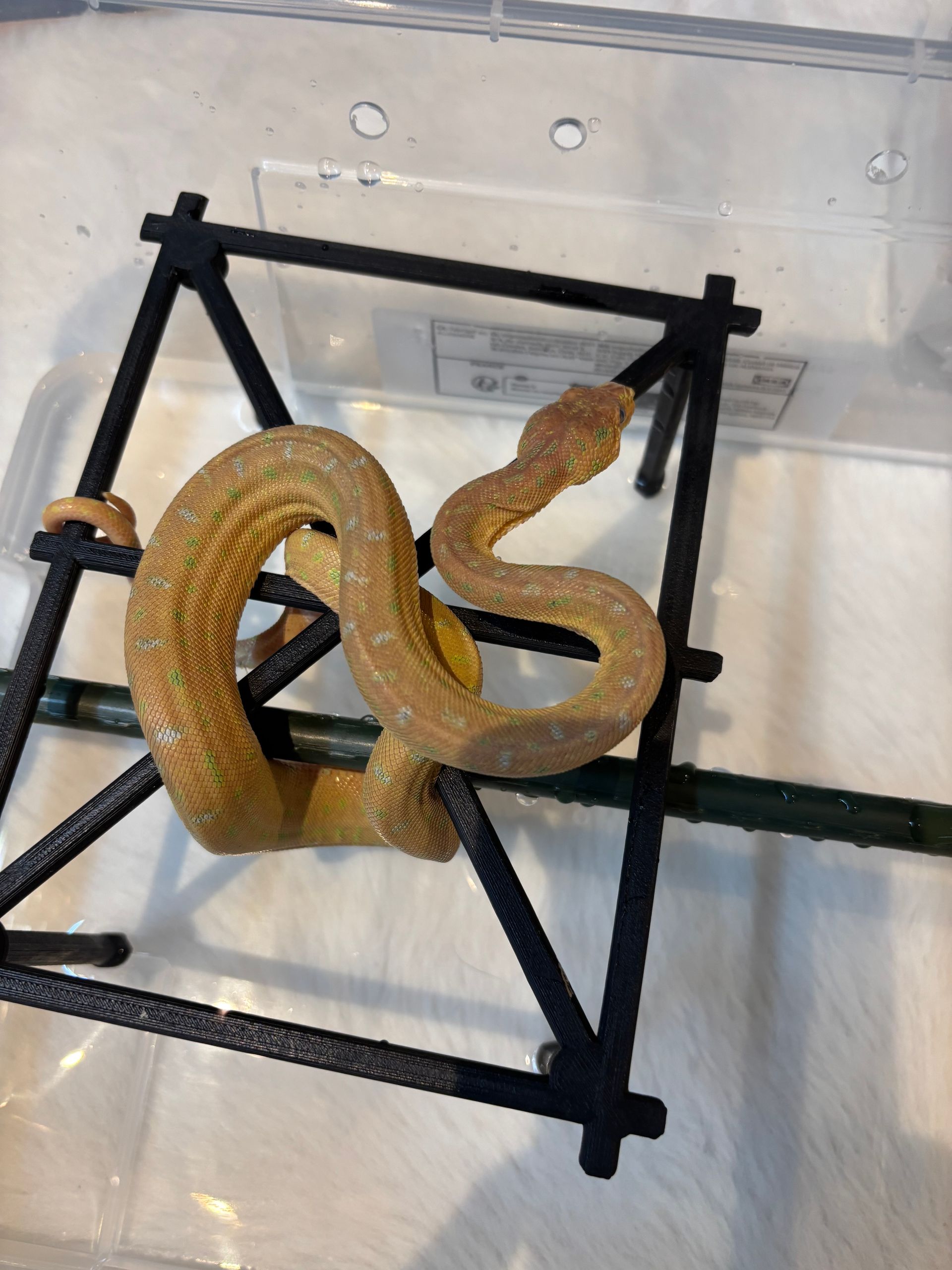 Emerald tree boa