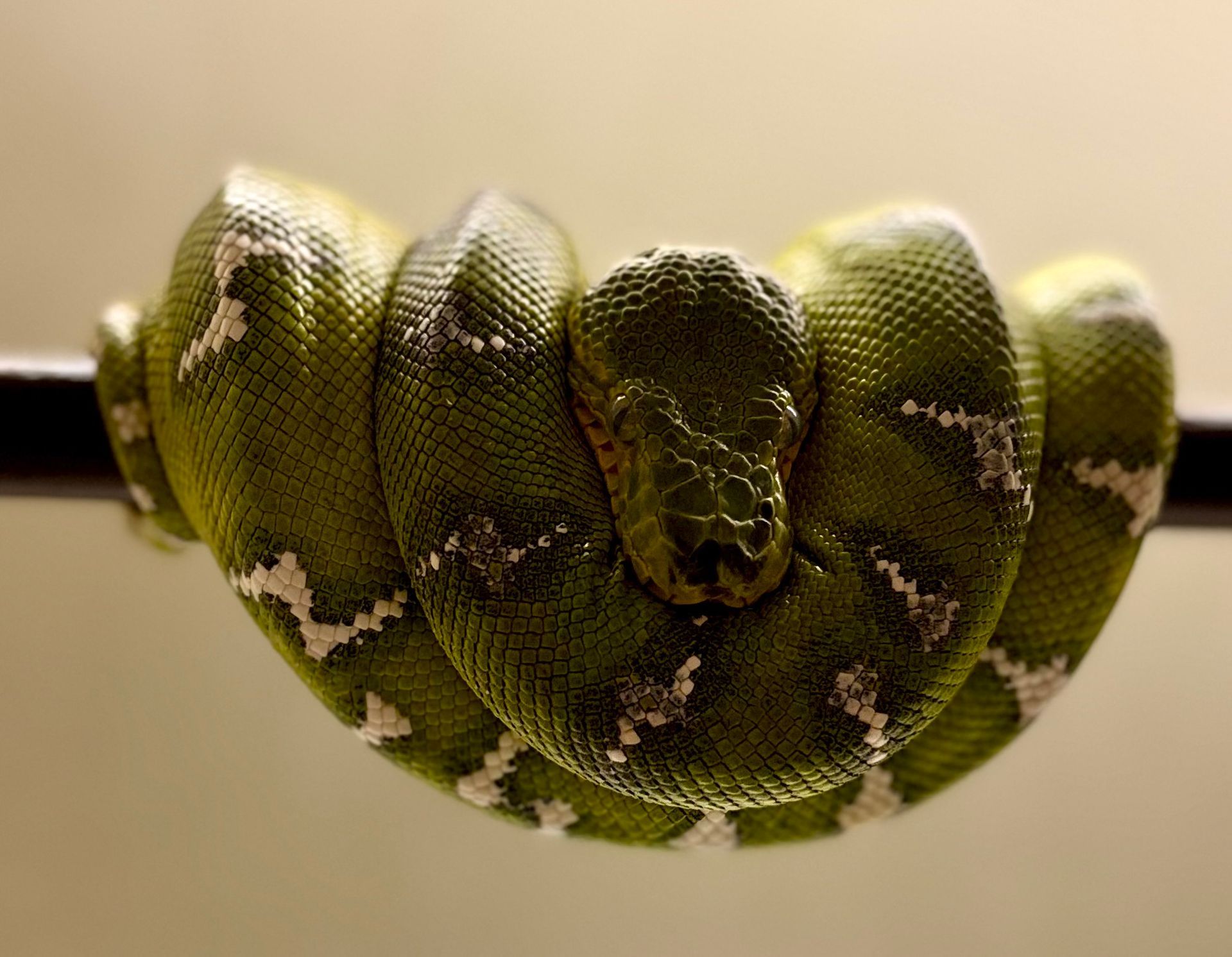 Emerald tree boa