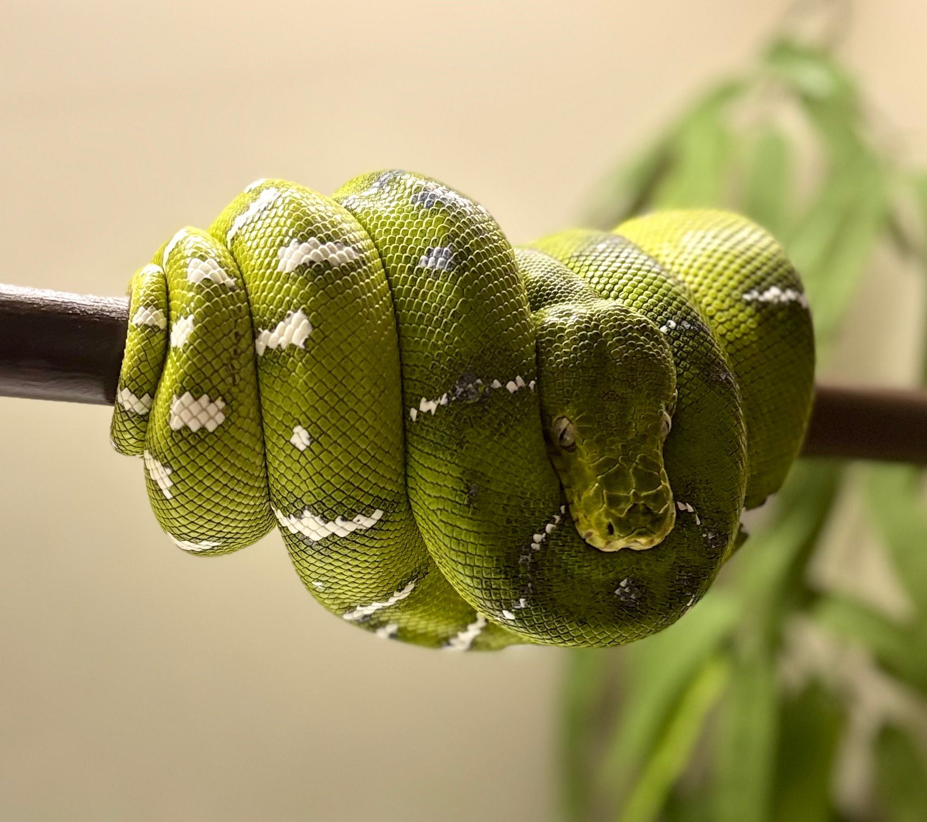 Emerald tree boa