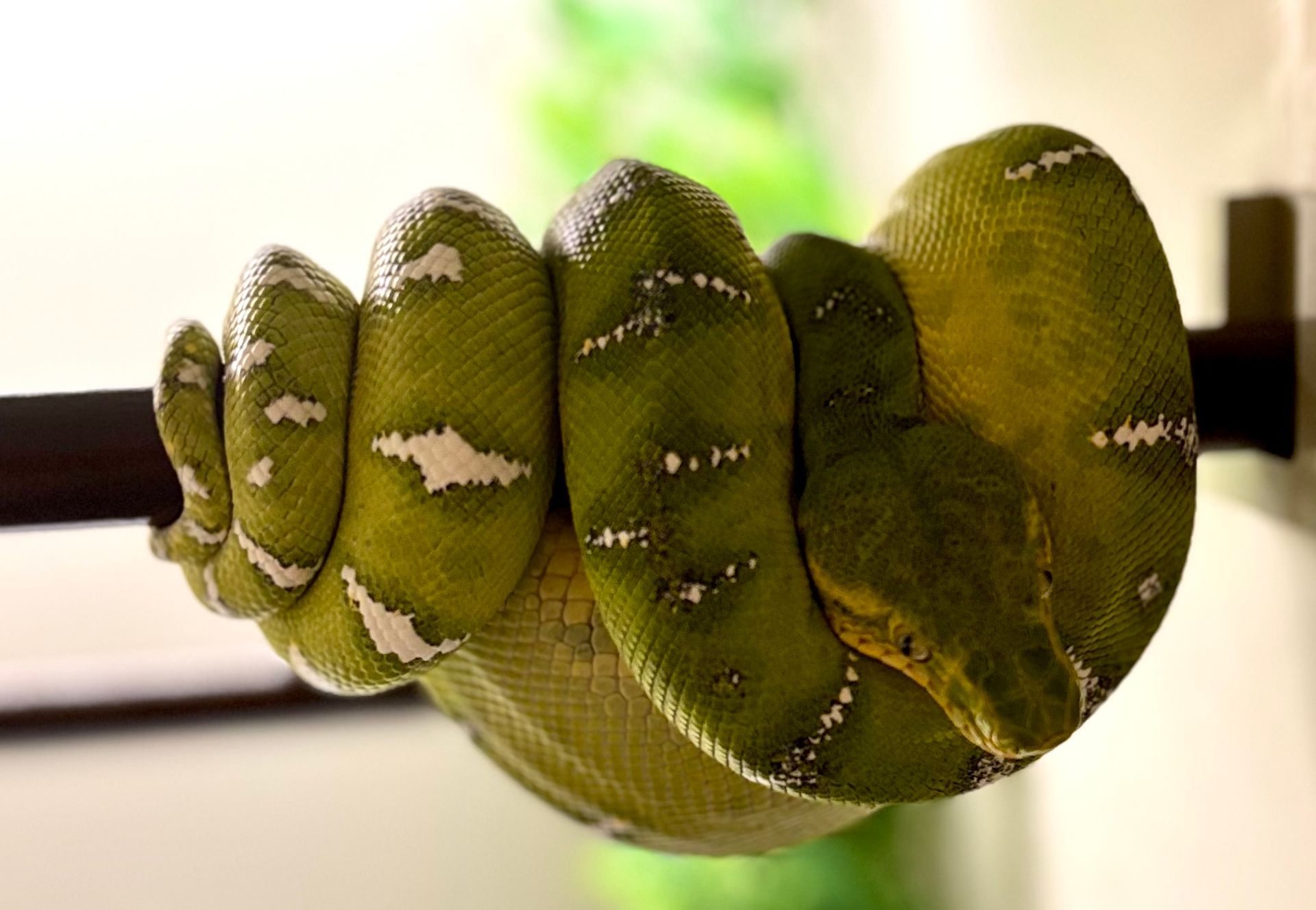 Emerald tree boa
