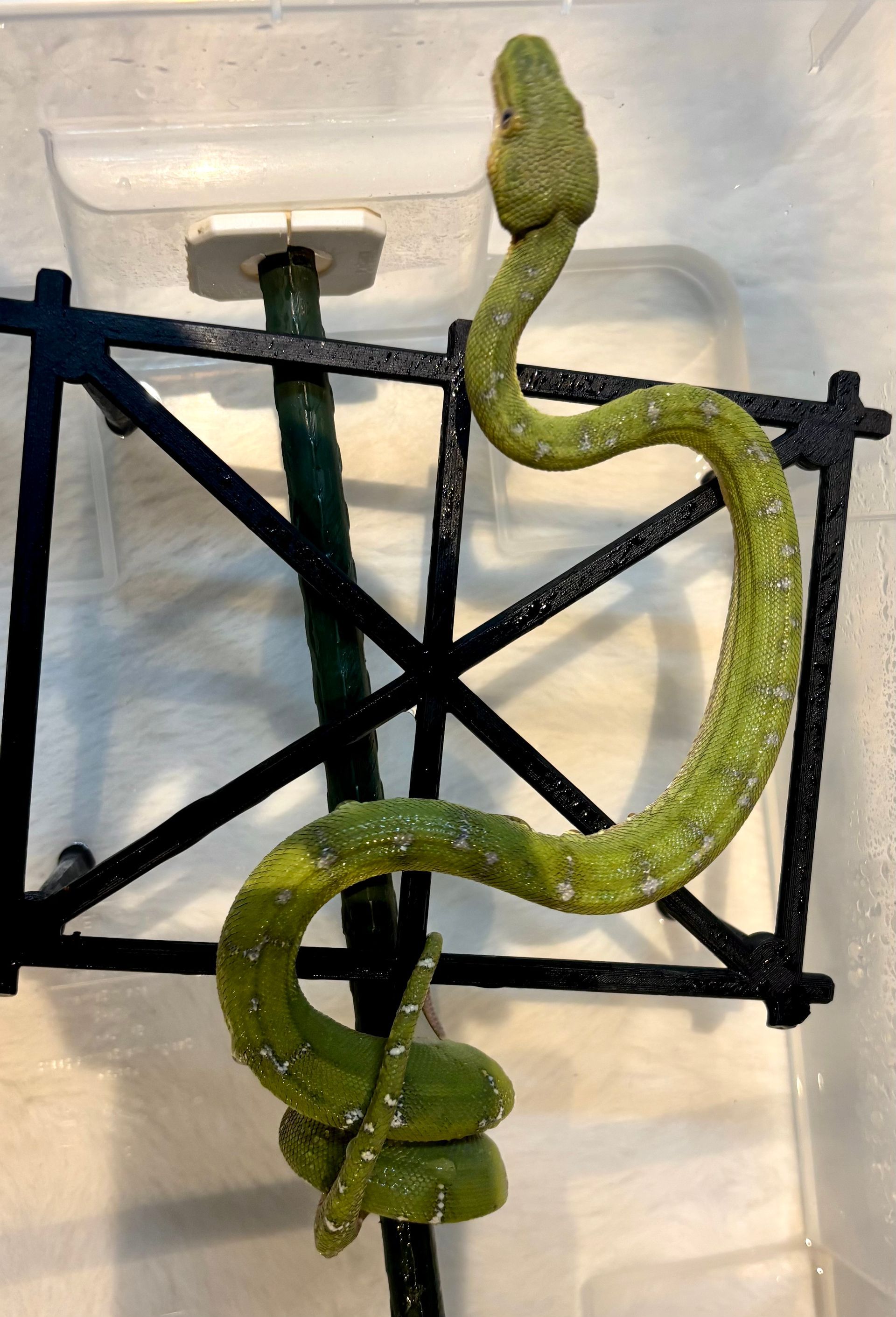 Caiman - Emerald tree boa