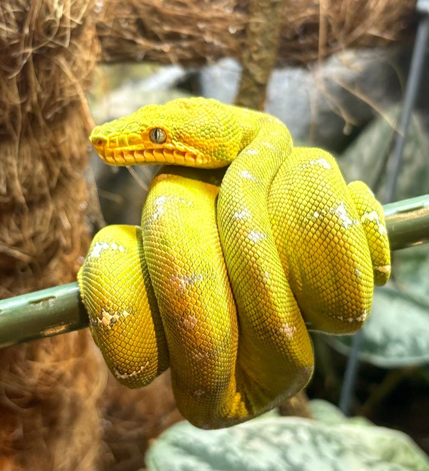 Viper