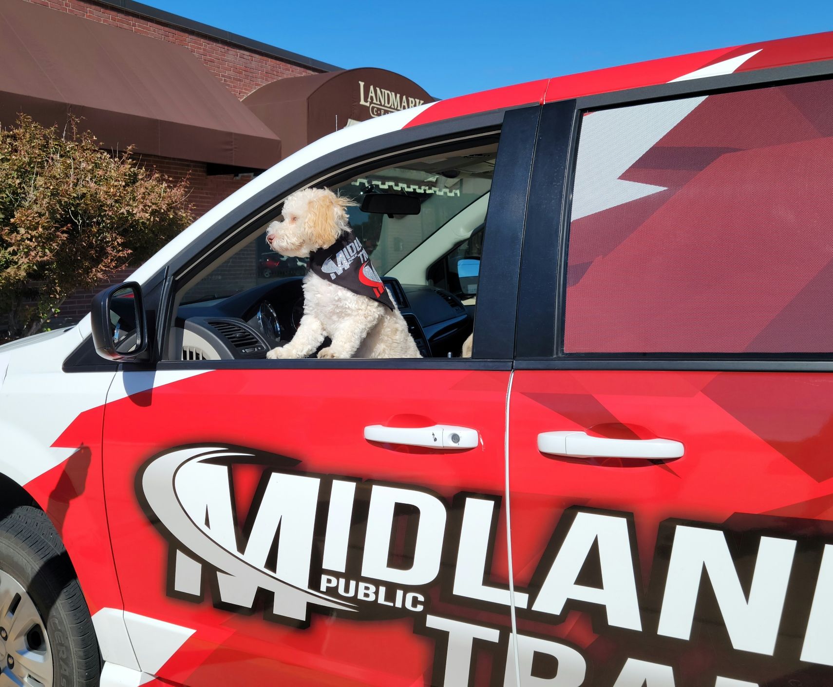 photo of a dog in the window of a Midland Public Transit van