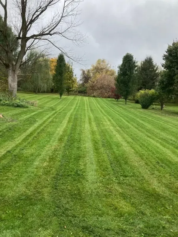 Lawn with striped grass. Trees of varying colors and sizes surround the green space on an overcast day.