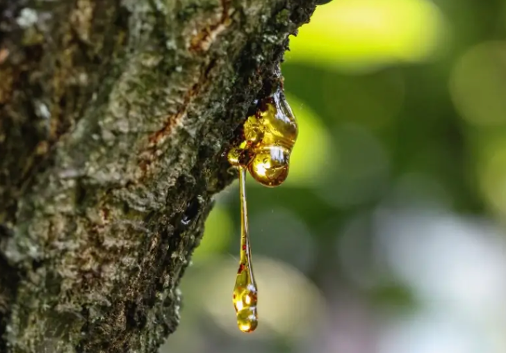 tree sap dripping on car in Cedar Mill Oregon