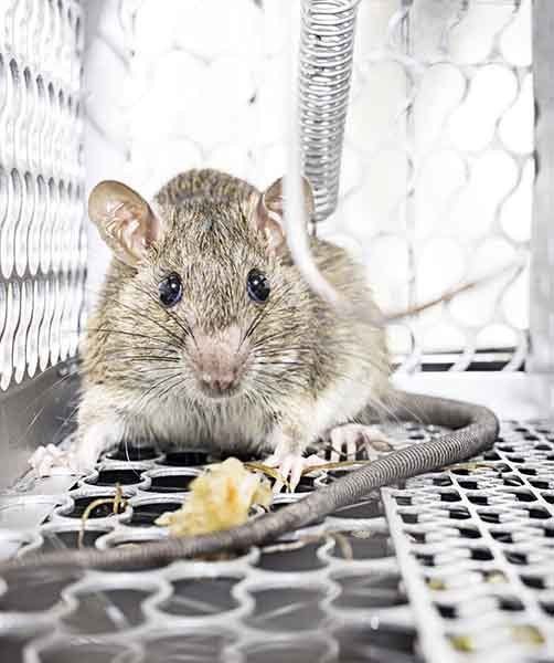 Rat In A Spring-trap — AAA One Pest Control form Commercial Pest Control in Fraser Coast, QLD