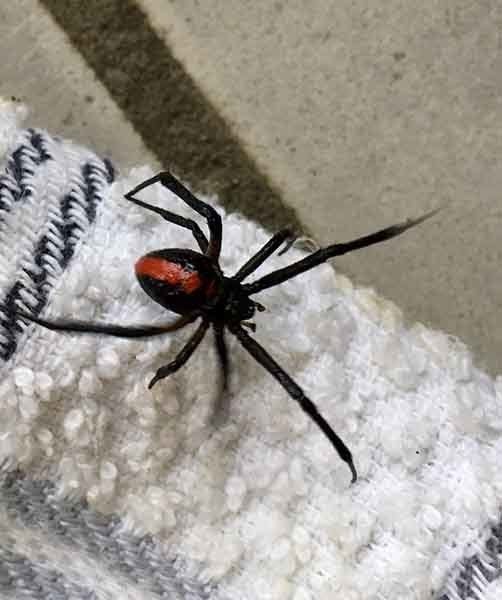 Redback Spider On A Tea-towel — AAA One Pest Control form Home Pest Control in Fraser Coast, QLD