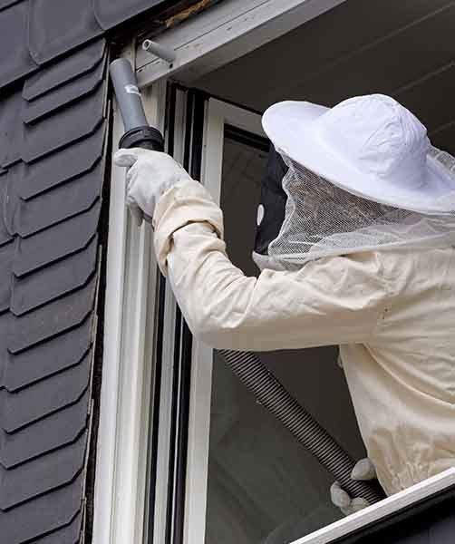 Removing A Hornet Nest — AAA One Pest Control form Home Pest Control in Fraser Coast, QLD