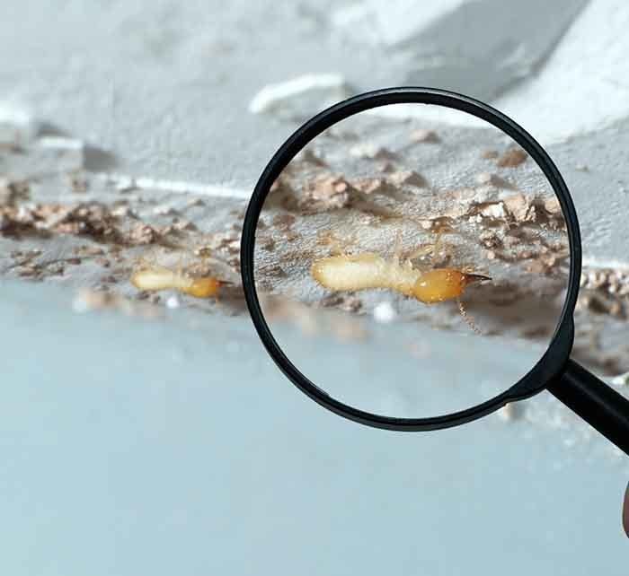 Dry-wood Termites Enlarge — AAA One Pest Control form Exterminators in Fraser Coast, QLD