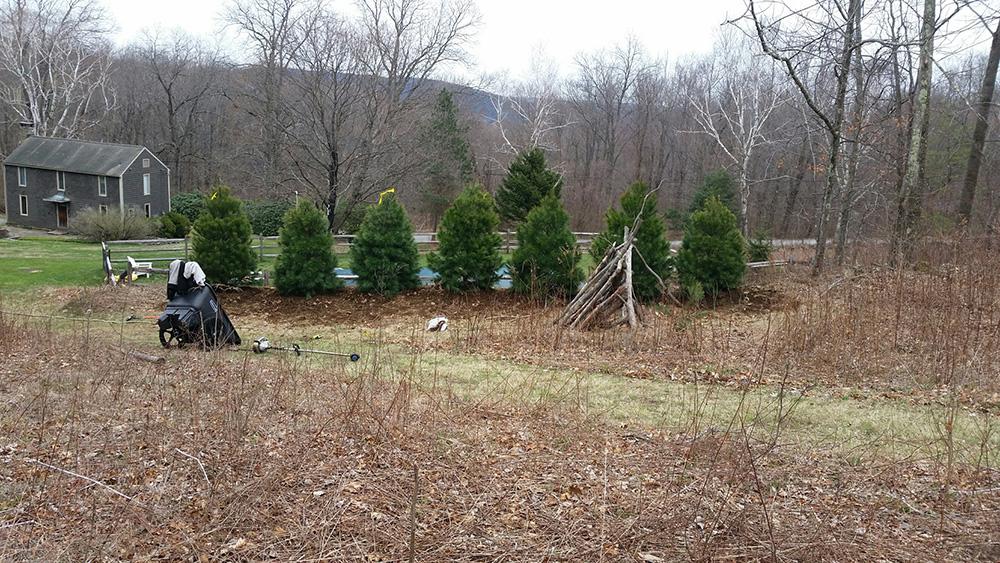 customer's lawn with little pine trees