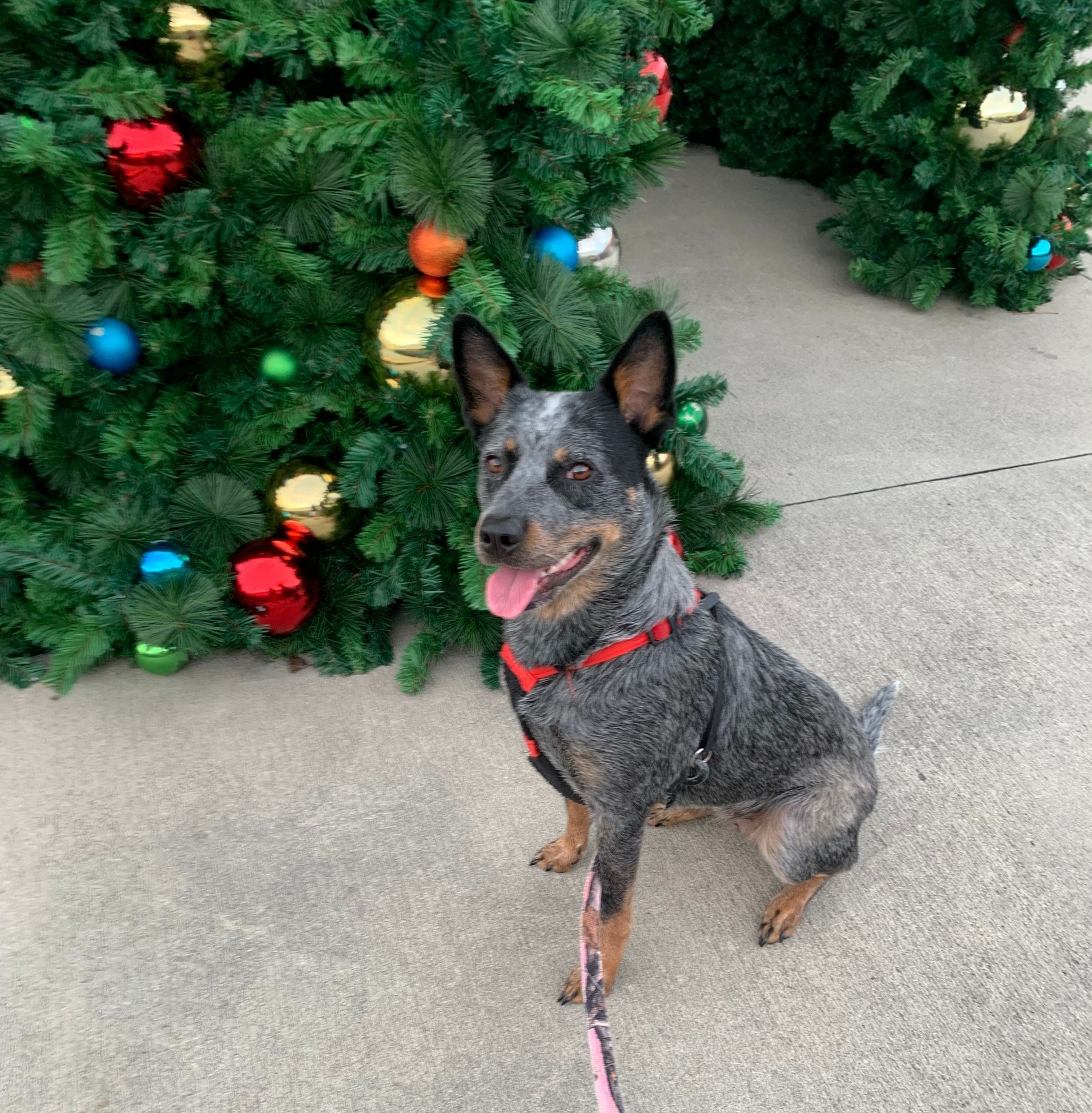 dog poop picker upper