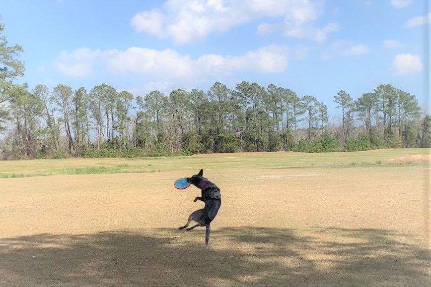 dog poop pickup business