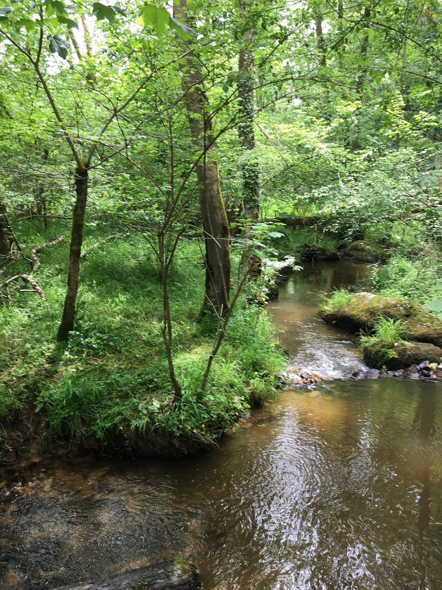 Un ruisseau traverse une forêt luxuriante. La lumière du soleil se reflète sur l'eau, entourée d'arbres et de végétation.