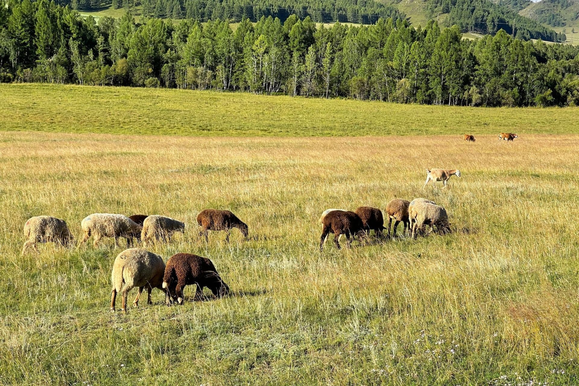 Florida Rangeland Florida Pasture, Rangeland, and Forage Insurance