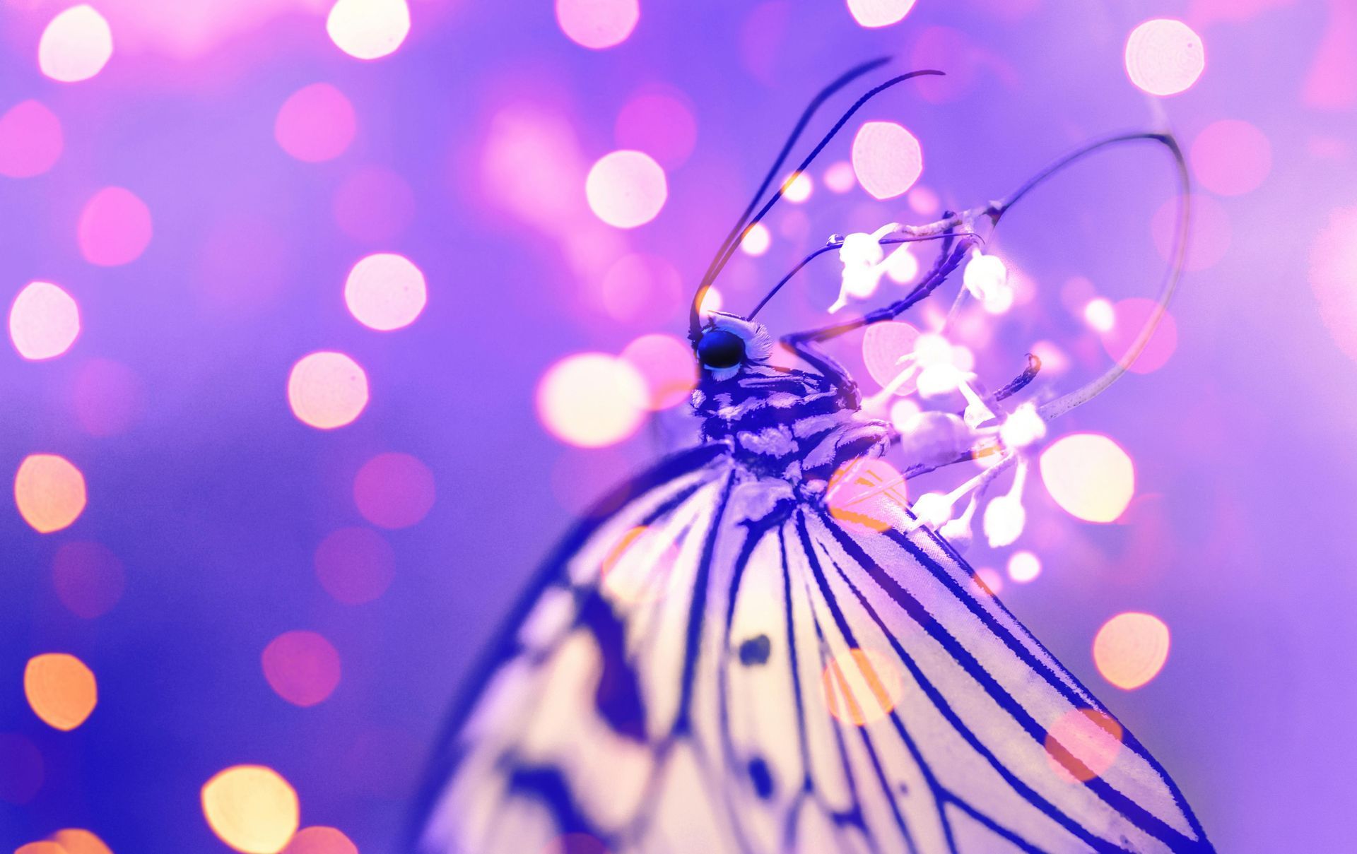 A beautiful, ethereal purple butterfly with intricate, glowing wing patterns
