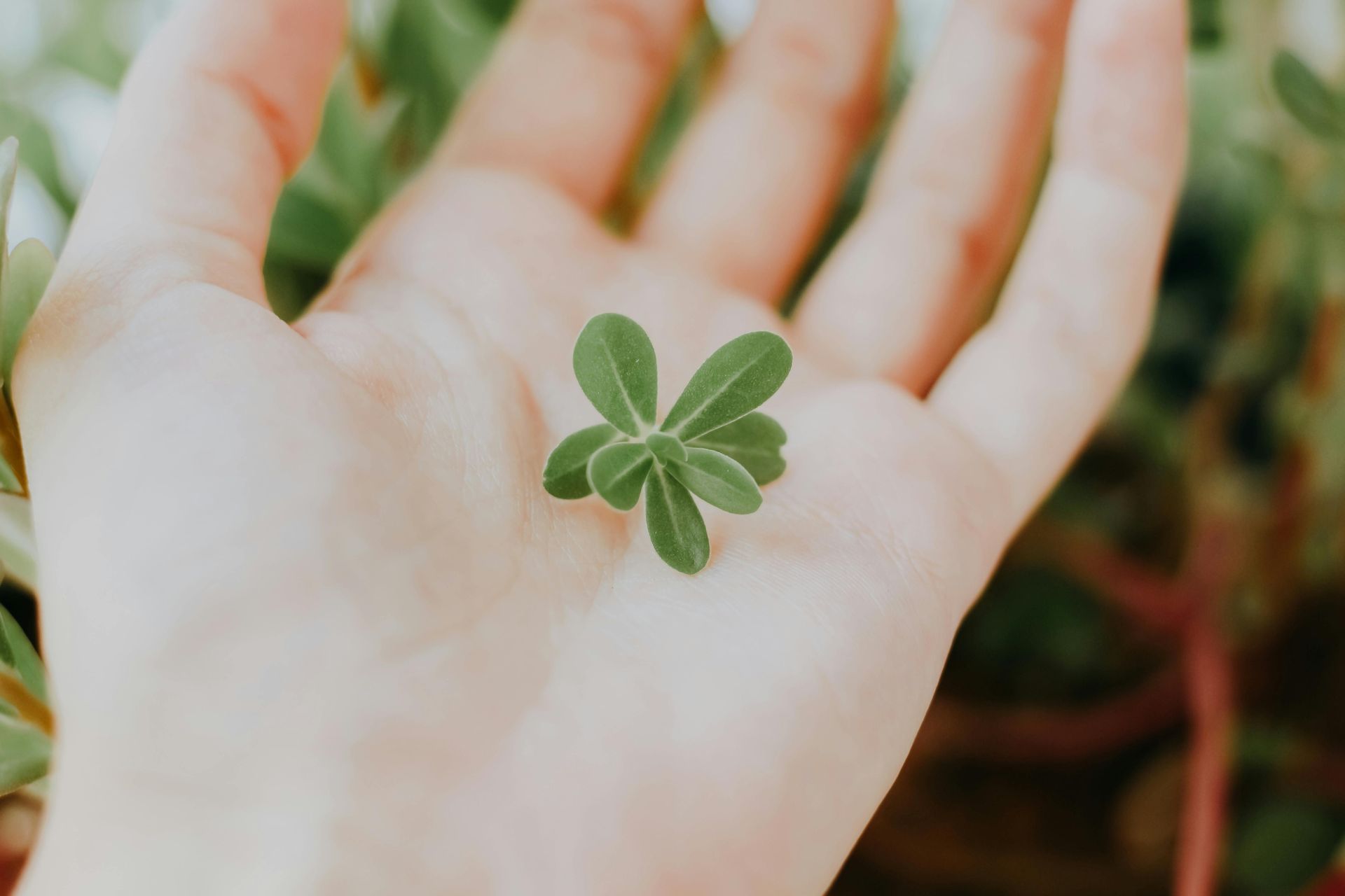 New plant in a palm signifying a new chapter