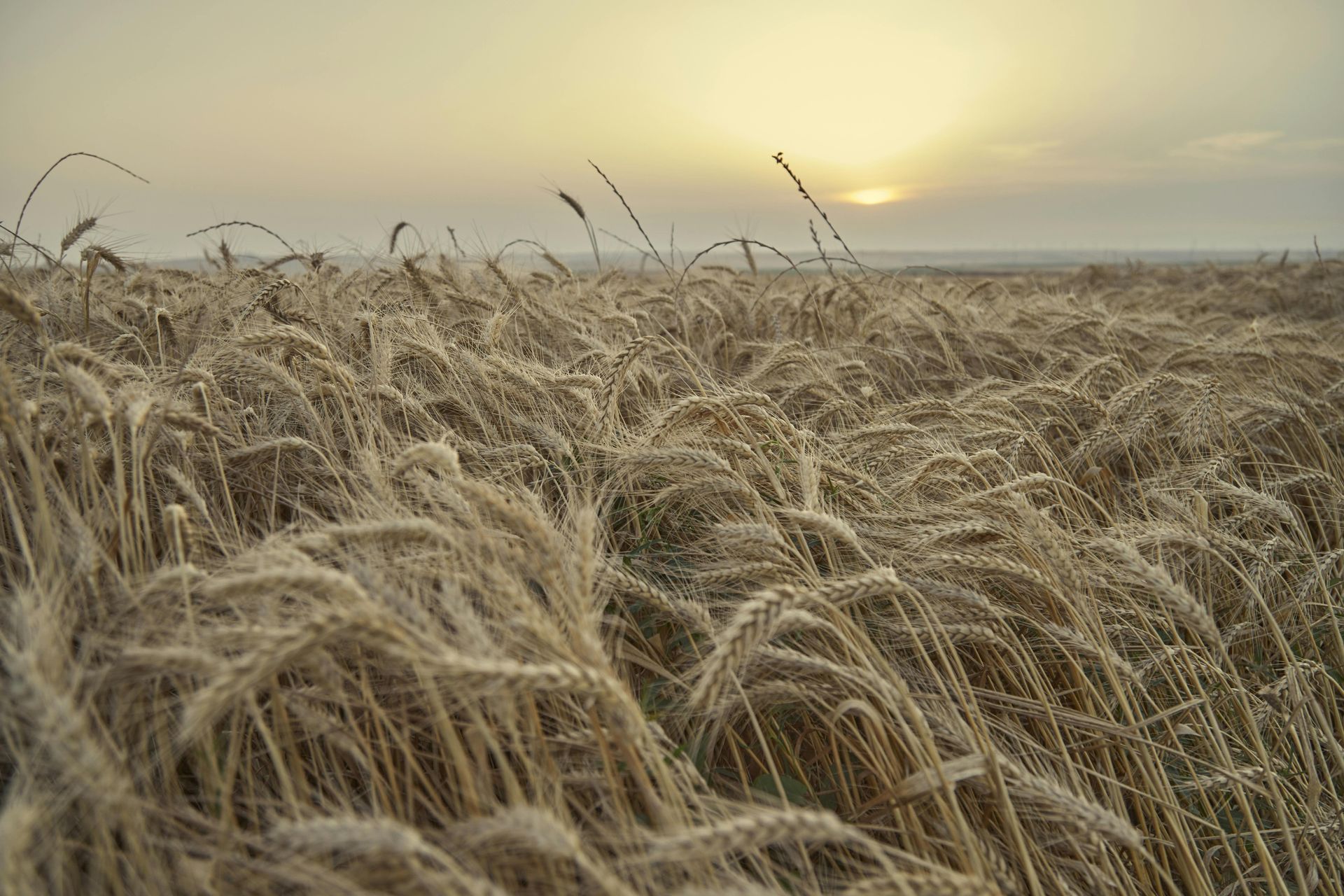 A view of a field at sunrise