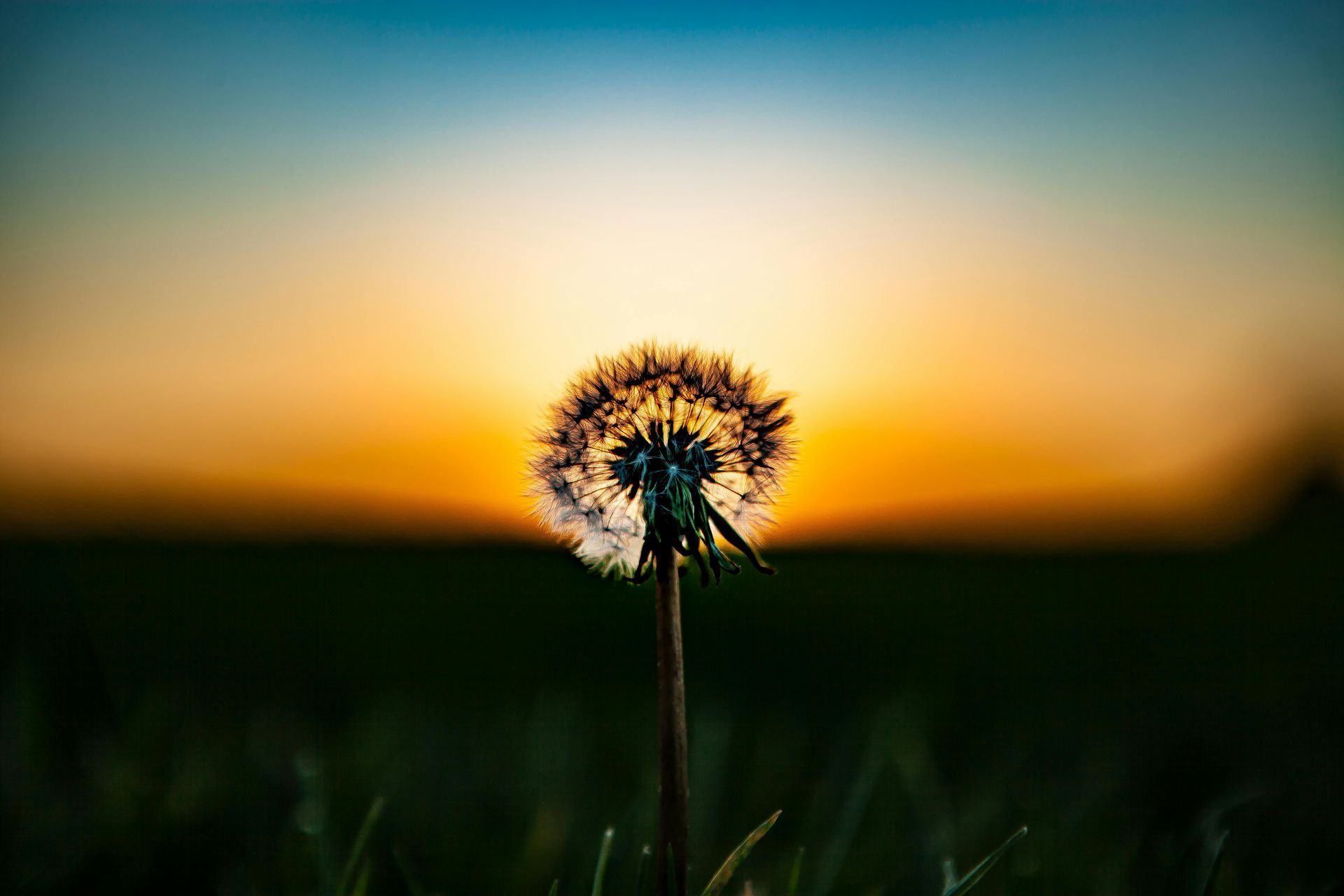 A growing flower symbolizing a lifespan