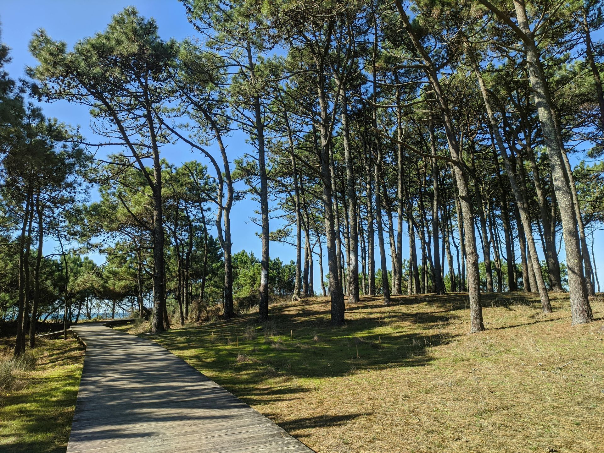 Walking in the woods to reduce stress