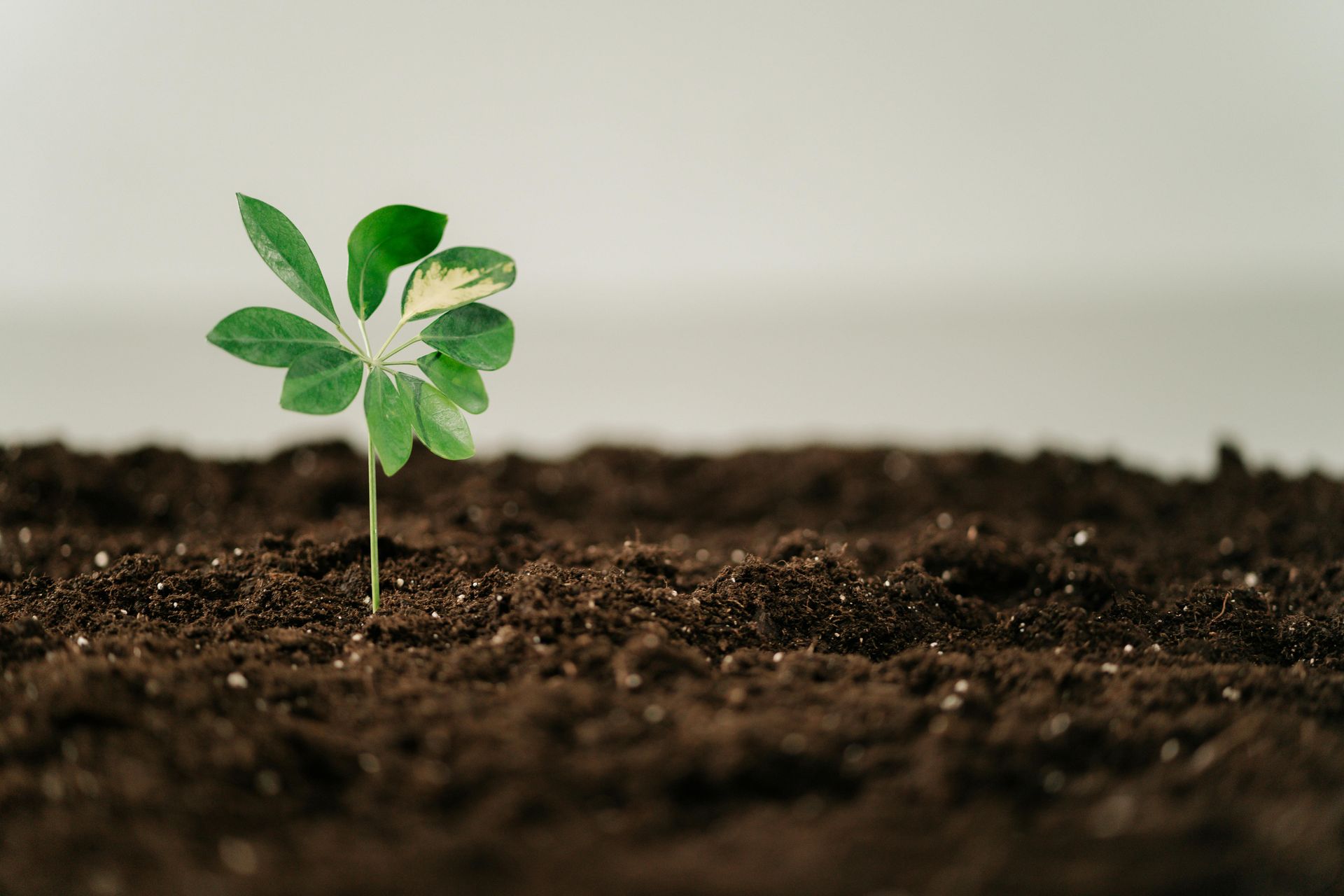 Plant sprouting out of the soil