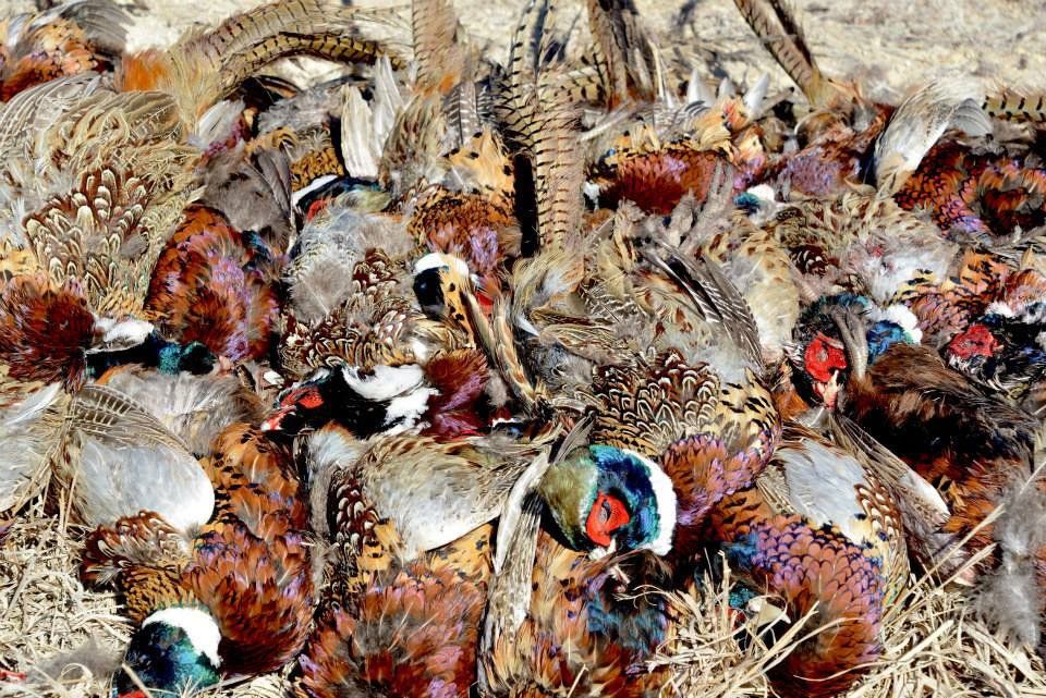 Kansas Pheasant Hunting with Outdoor Obsessions