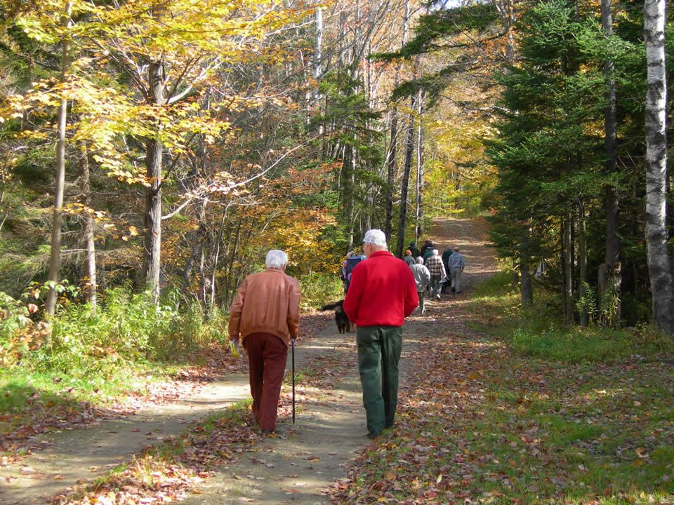 Two Old Man Walking in the Woods