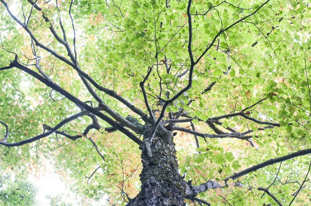 Beautiful Tree leaves