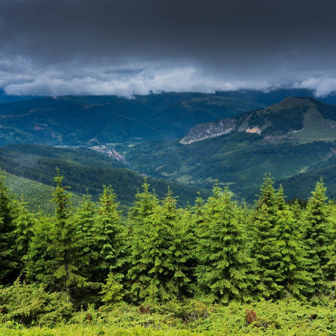 Tree Farm Program New York Tree Farm Windsor, NY