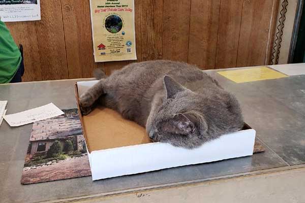 Randy's Lakeview Nursery & Stone mascot