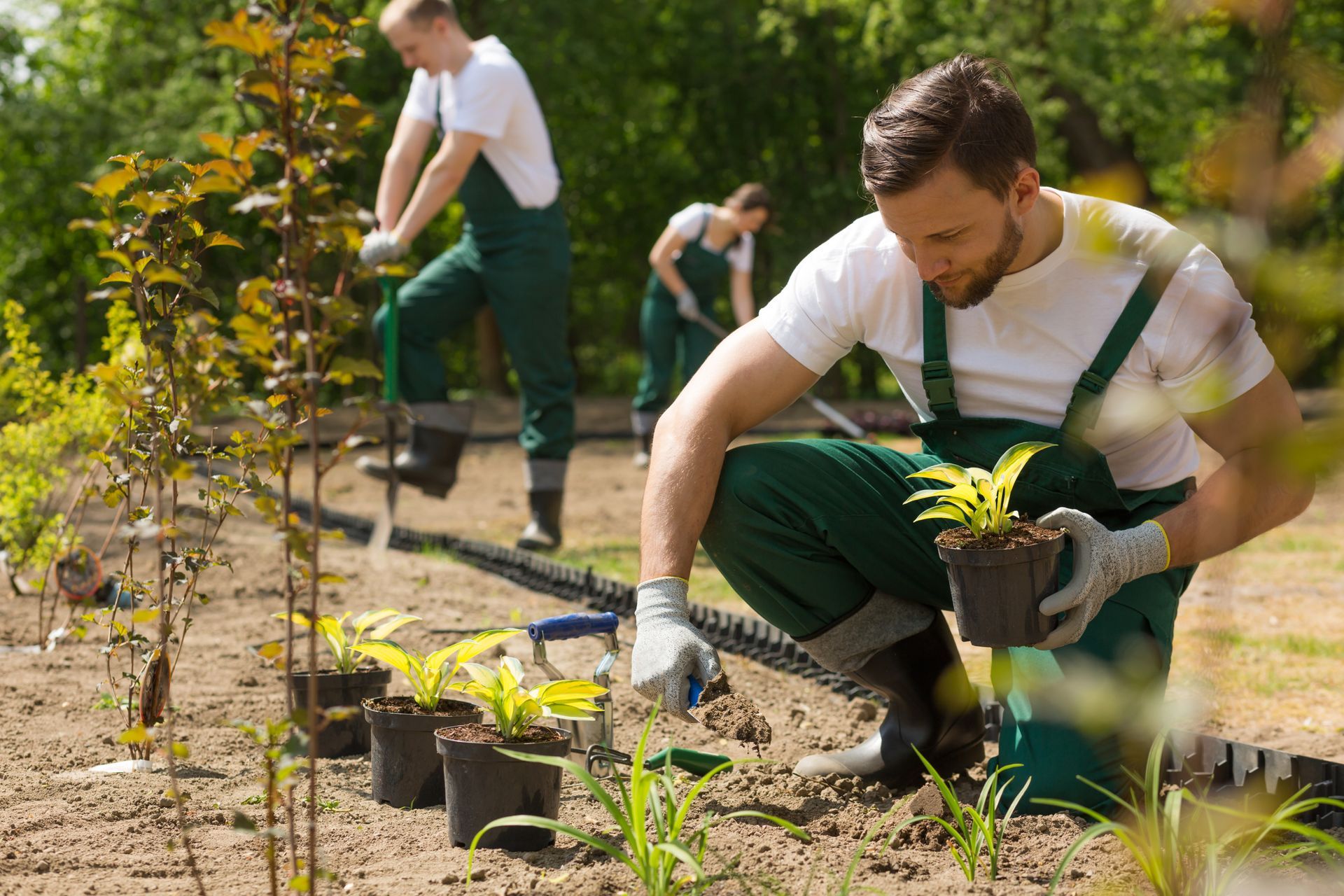 Gardeners planting flowers in a sunny garden. One kneels with a plant, others dig in the background.
