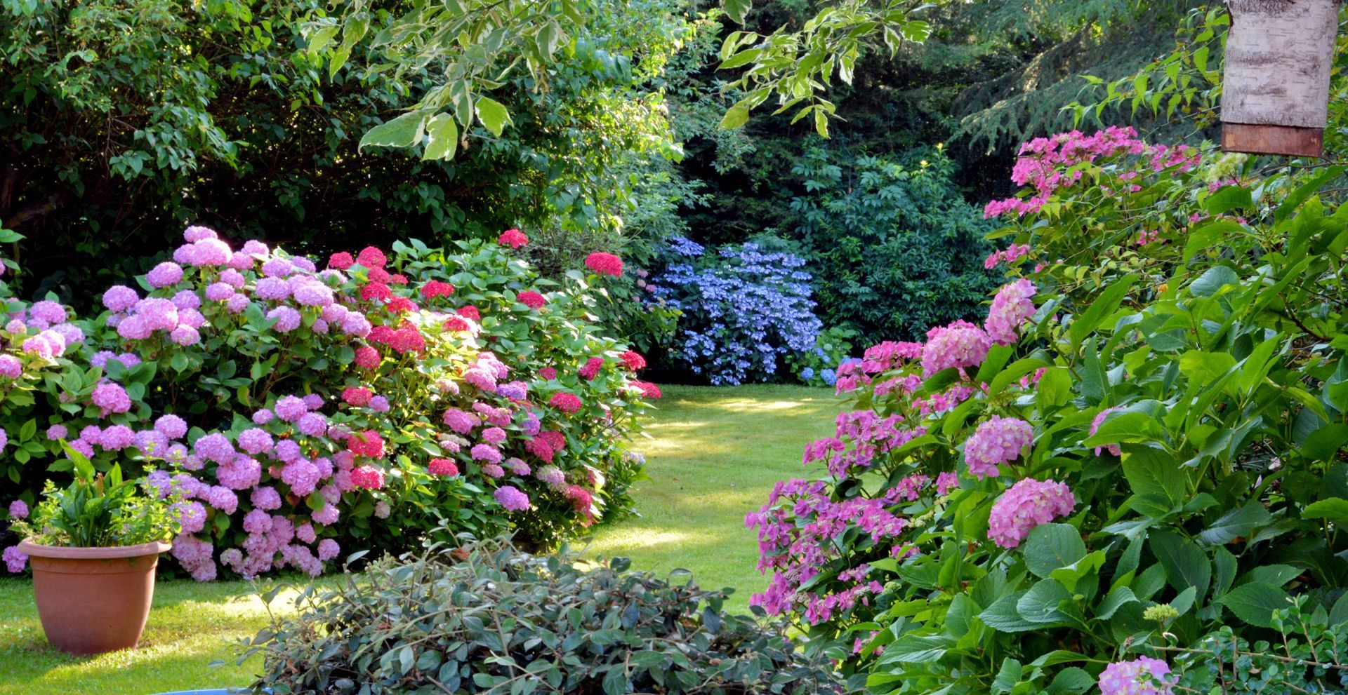 Lush garden with vibrant pink and blue flowers, green shrubs, and a grassy path leading into the distance.
