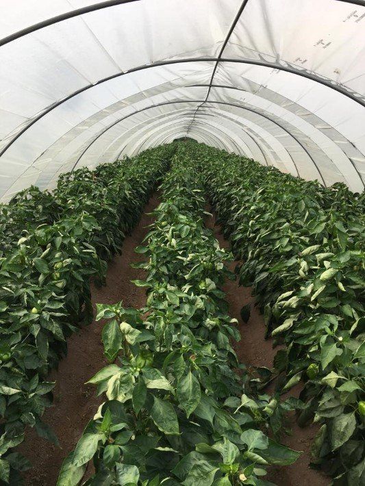 peperoni lunghi, trottola e tumaticot