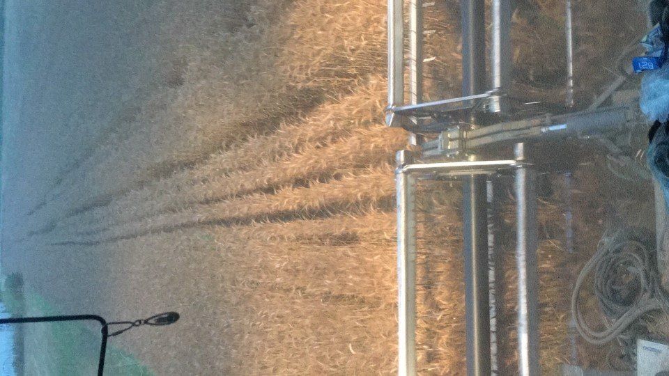 grano e granosaraceno