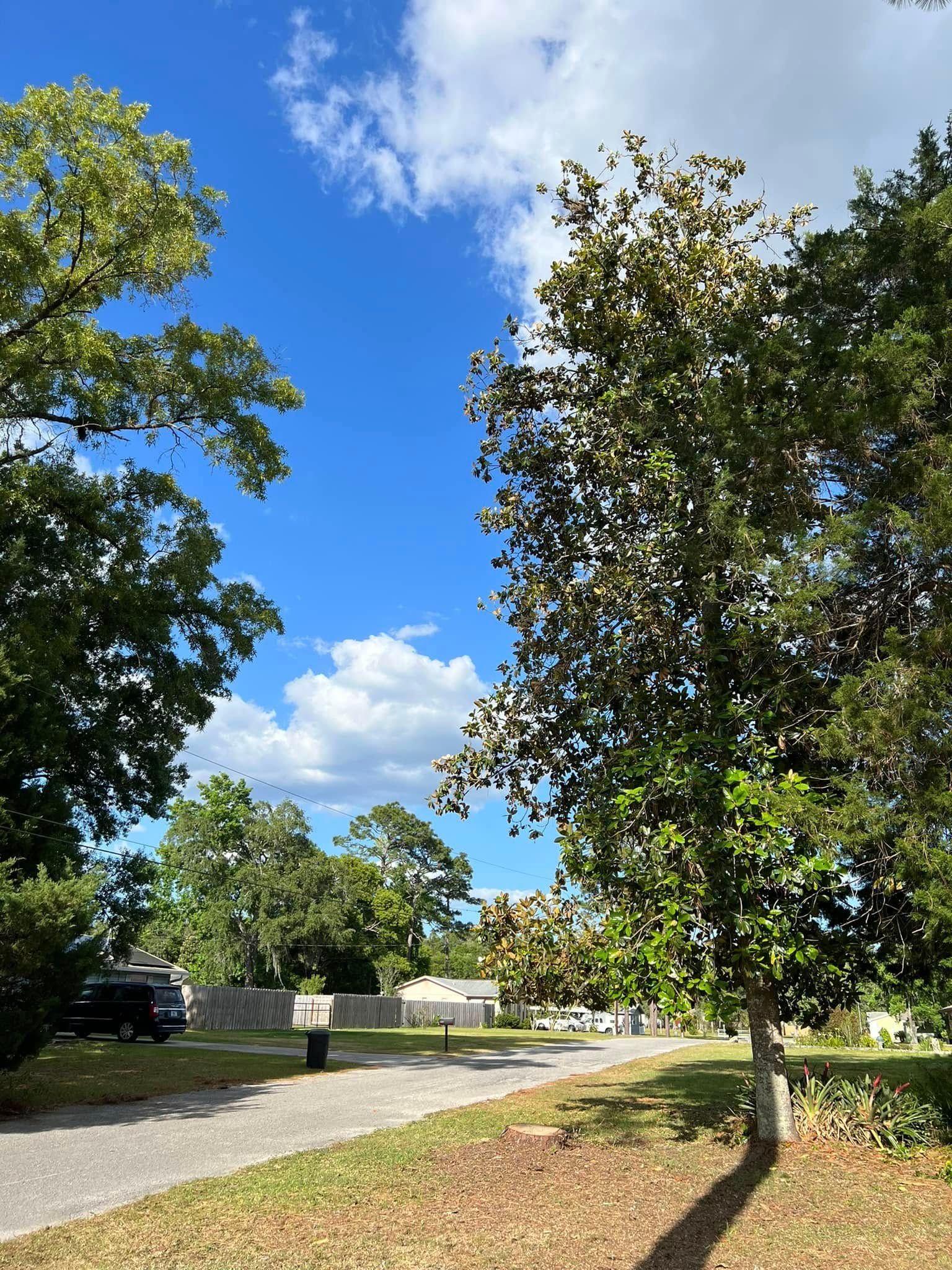 Paved path through park, trees on either side, blue sky with clouds overhead, bright sunshine.