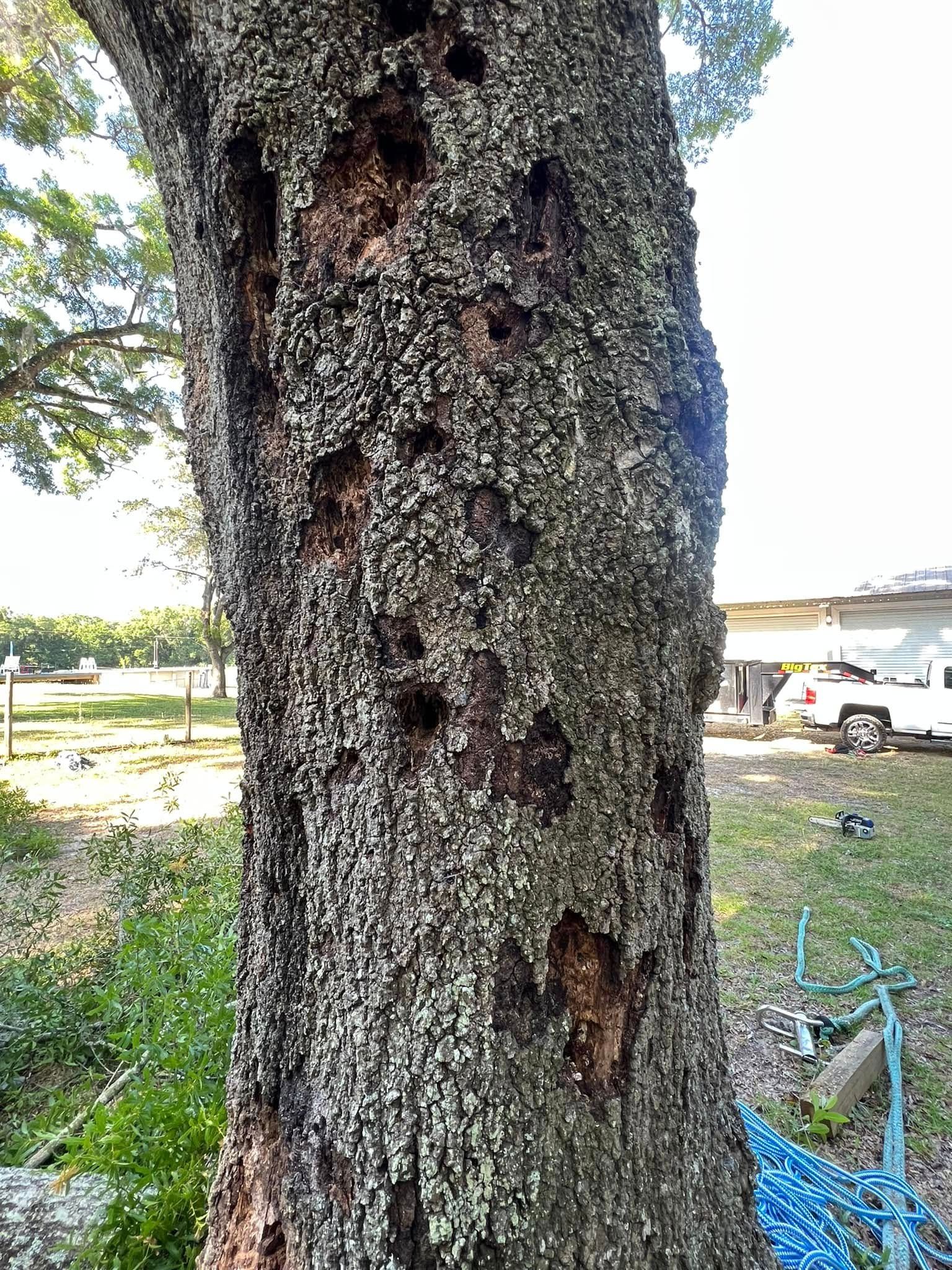Tree trunk with multiple holes and damaged bark in a grassy outdoor setting.
